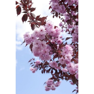 WIŚNIA PIŁKOWANA ROYAL BURGUNDY szczepiona - sadzonki 120 / 140 cm